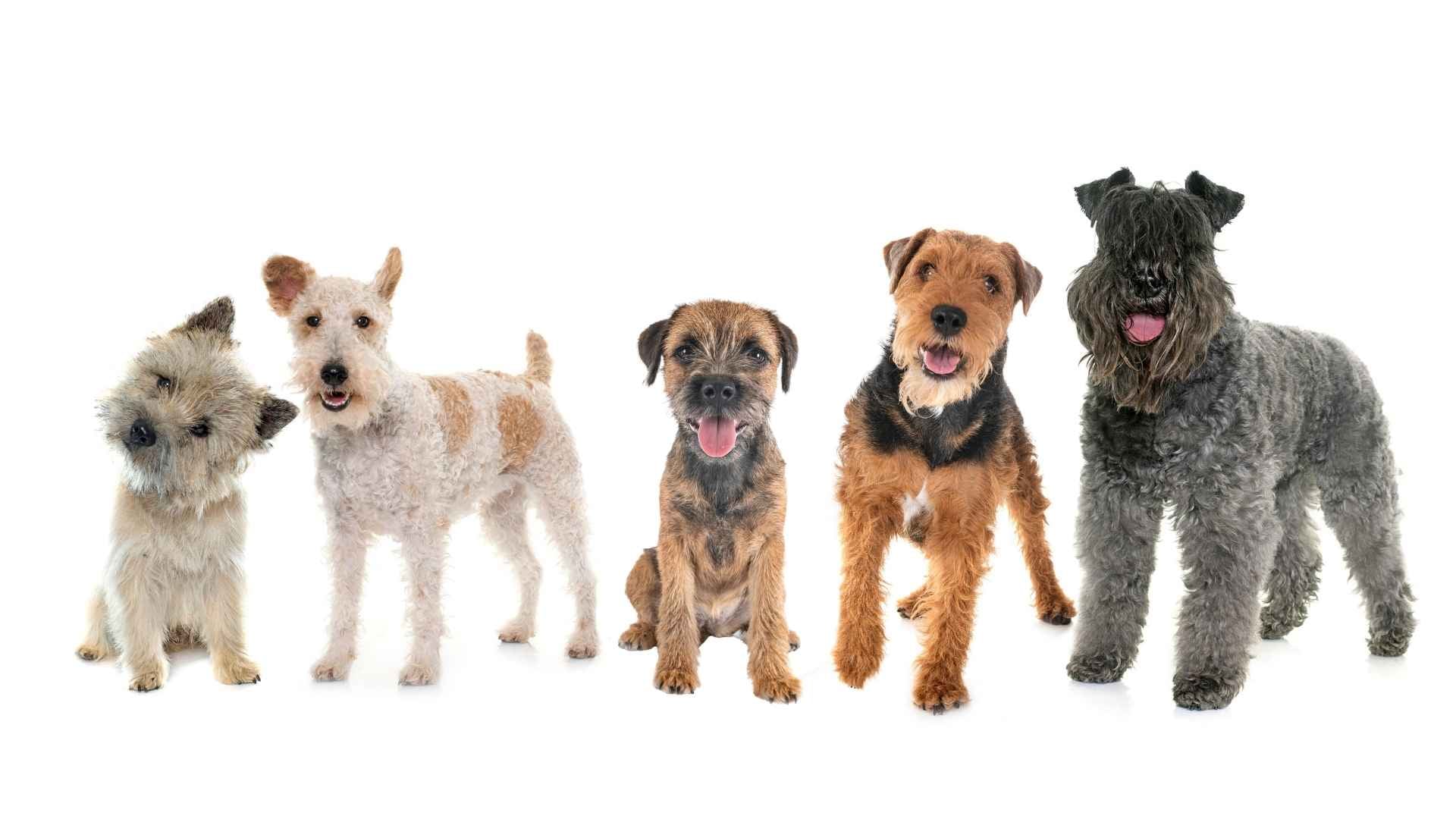 razas de perro que necesitan stripping